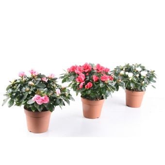 Азалия IBH Rhododendron C12