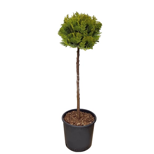 Туя Aureanana 1 Ball 80см / 7л