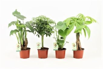 Зелени растения Jungle mix C12