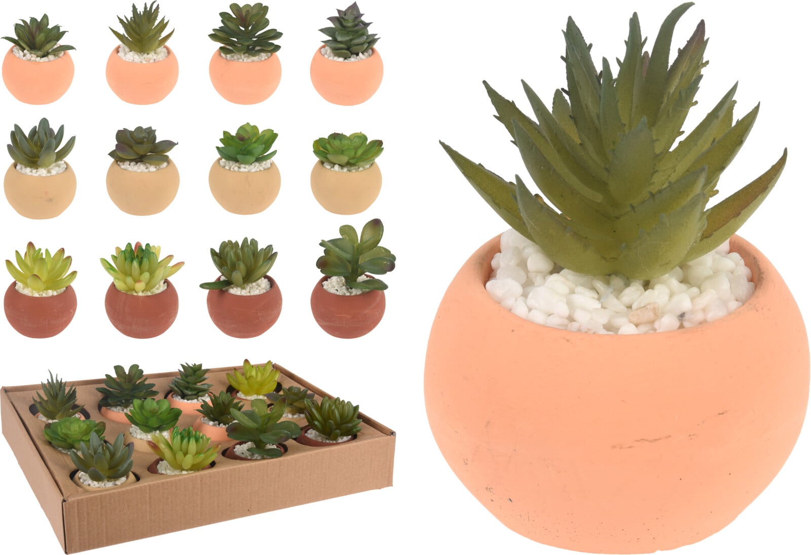 Сукулентни растения в саксия 6.5х6.5х7 см