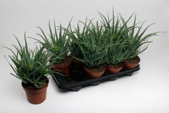 Алое арборесценз Aloe arborescens C14