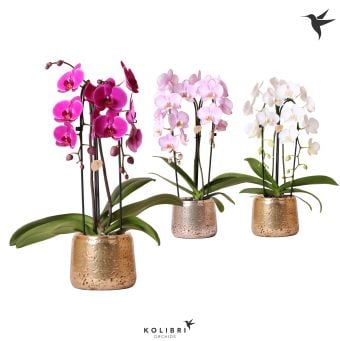 Орхидея Колибри Оrchids Kolibri C12