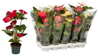 Антуриум Андреанум микс Anthurium andreanum C12 / Н35