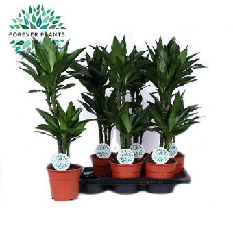 Драцена фрагранс Жанет Dracaena fragrans Janet C17 / H70