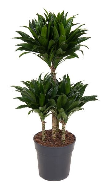 Драцена компакта Dracaena compacta carrousel С21 / H80