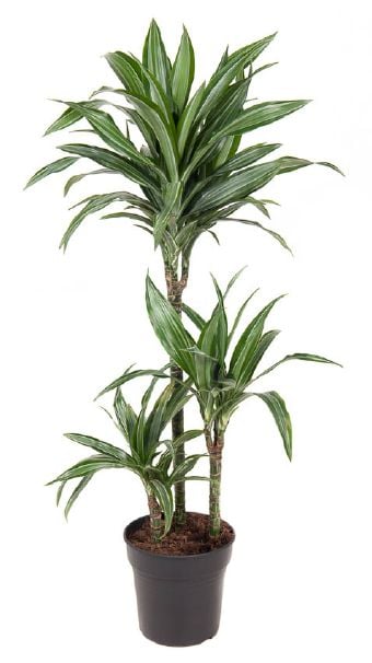 Драцена улисес Dracaena ulises С21 / H100
