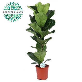 Фикус лирата Ficus lyrata C21 / H90