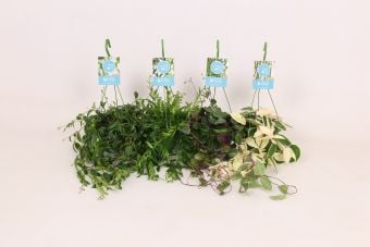 Висящи растения Hanging plants С14 / H40