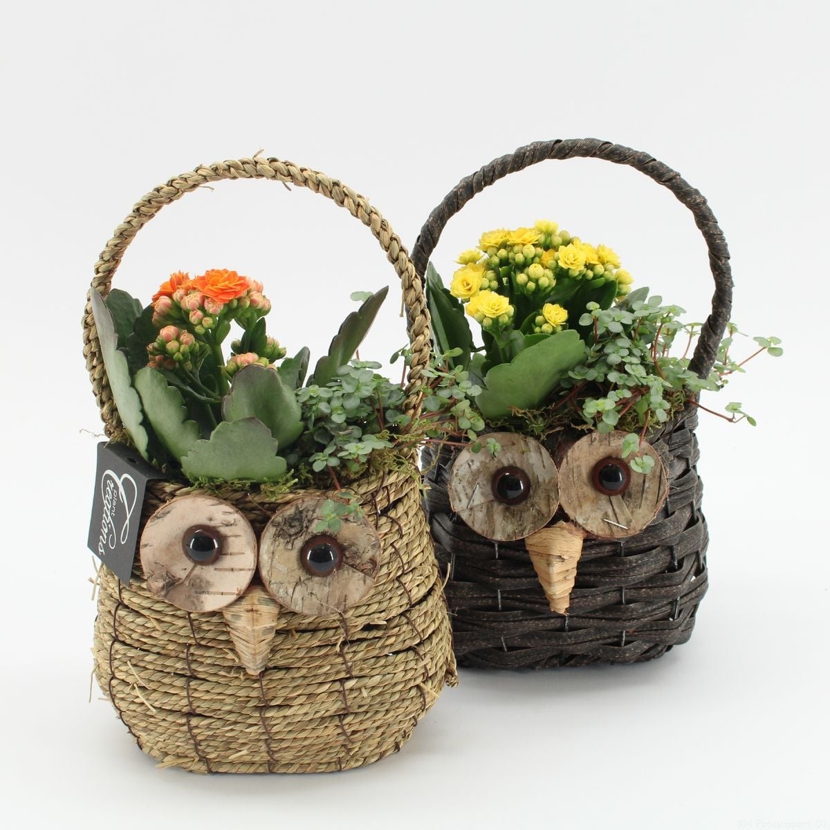 Аранжировка Есен бухал