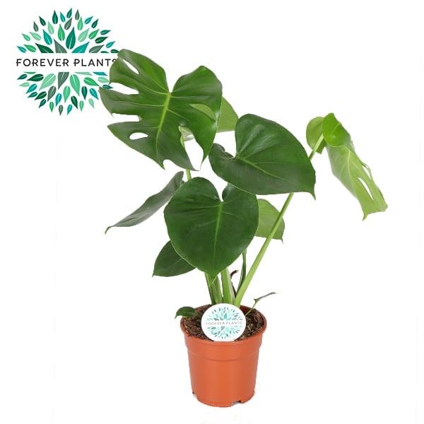 Монстера Monstera deliciosa D17