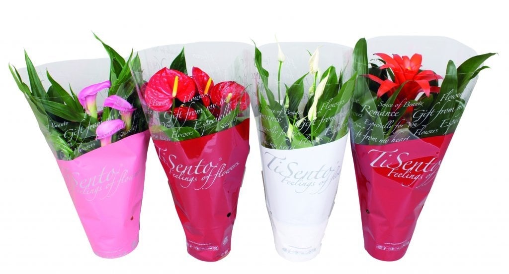 Цъфтящи растения mix C12