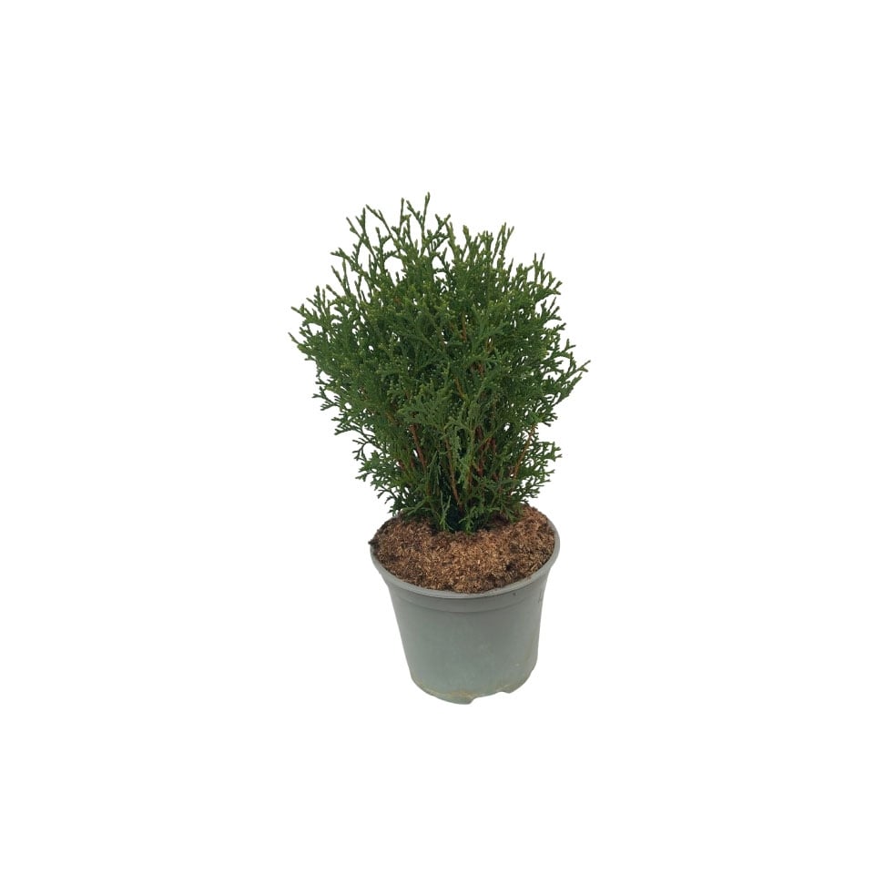 Туя Кълбовидна / Тини Тим 25см