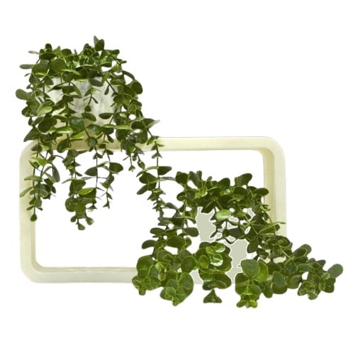 Изкуствено висящо растение Евкалипт EVA5810 / 26 см