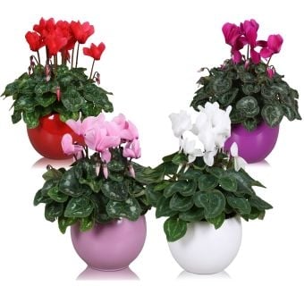 Циклама в кашпа Lisa Cyclama C12