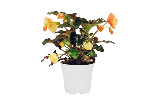 Бегония ТубеРоза ø10,5 см