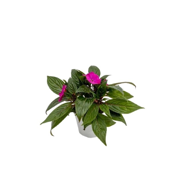 Импатиенс Нова Гвинея ø12 см