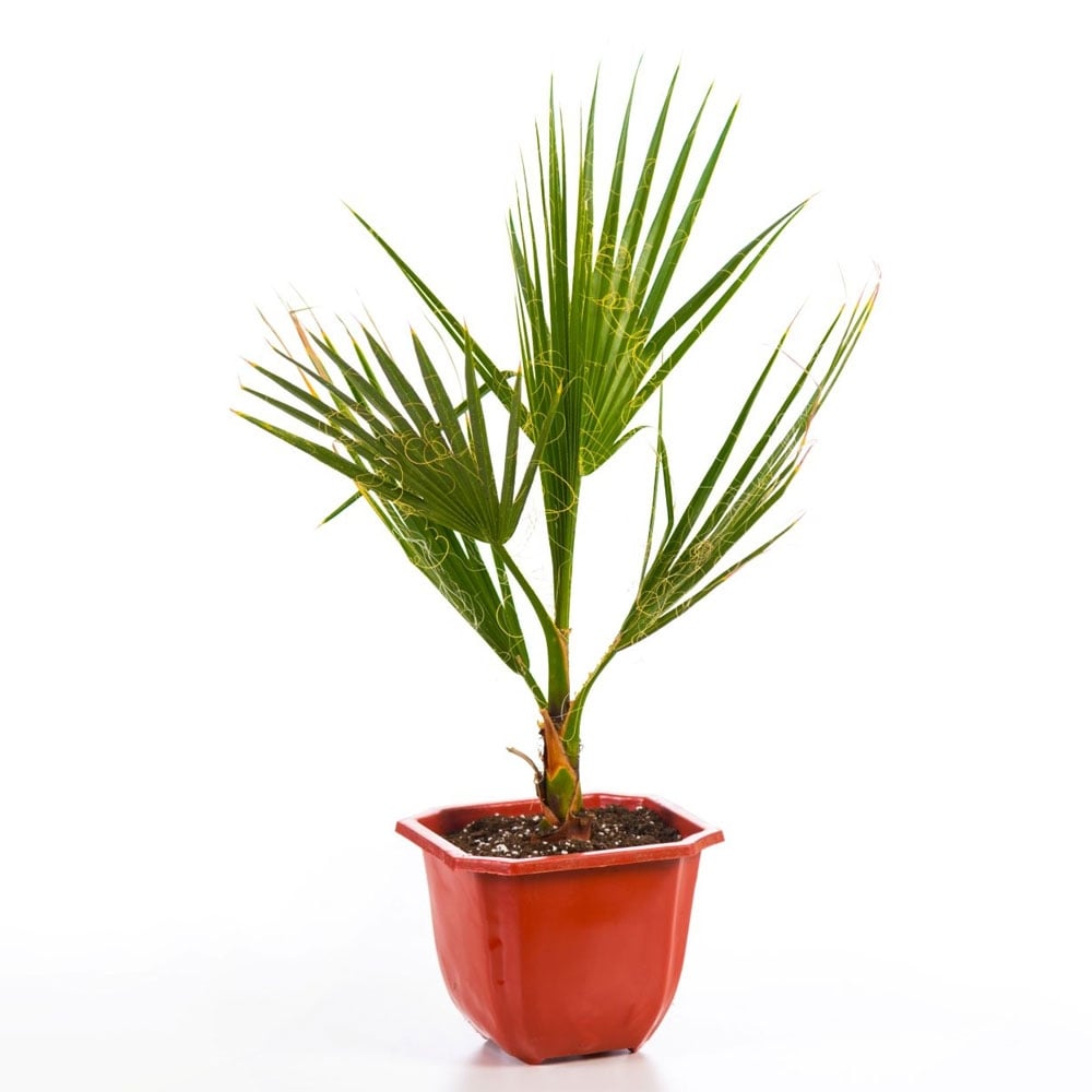 Палма Вашингтон в саксия ф12см 55см