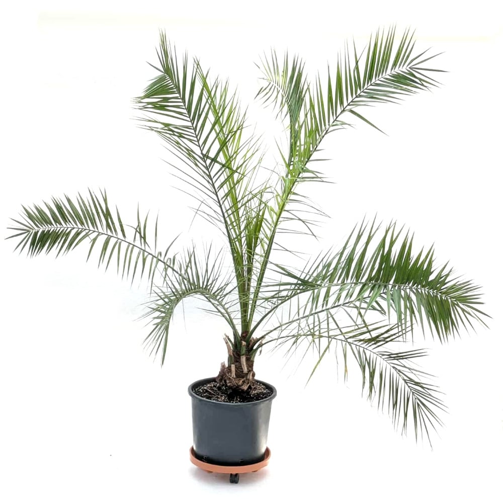 Финикова палма в контейнер 50л 200-220см