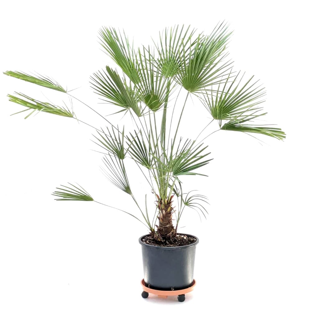 Палма Хамеропс в контейнер 50л 180-200см