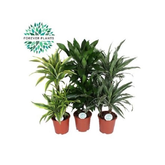Драцена Dracaena deremensis D21
