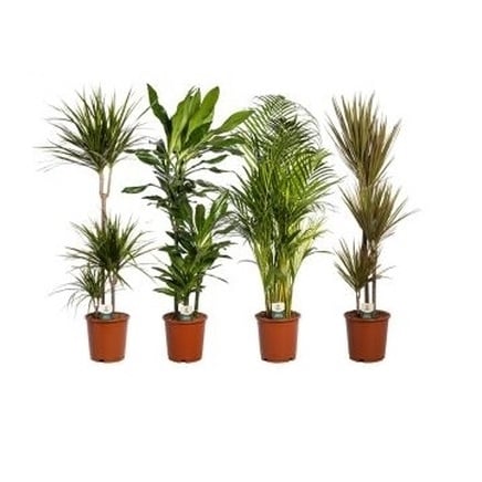 Зелени растения D24 Мix