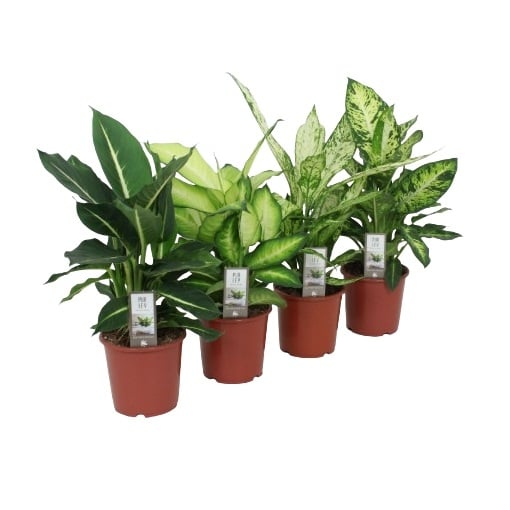 Дифенбахия Dieffenbachia D17