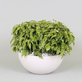 Фикус кинки в купа Ficus kinki bowl D25