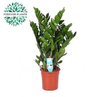Замиокулкас Zamioculcas IBH С21