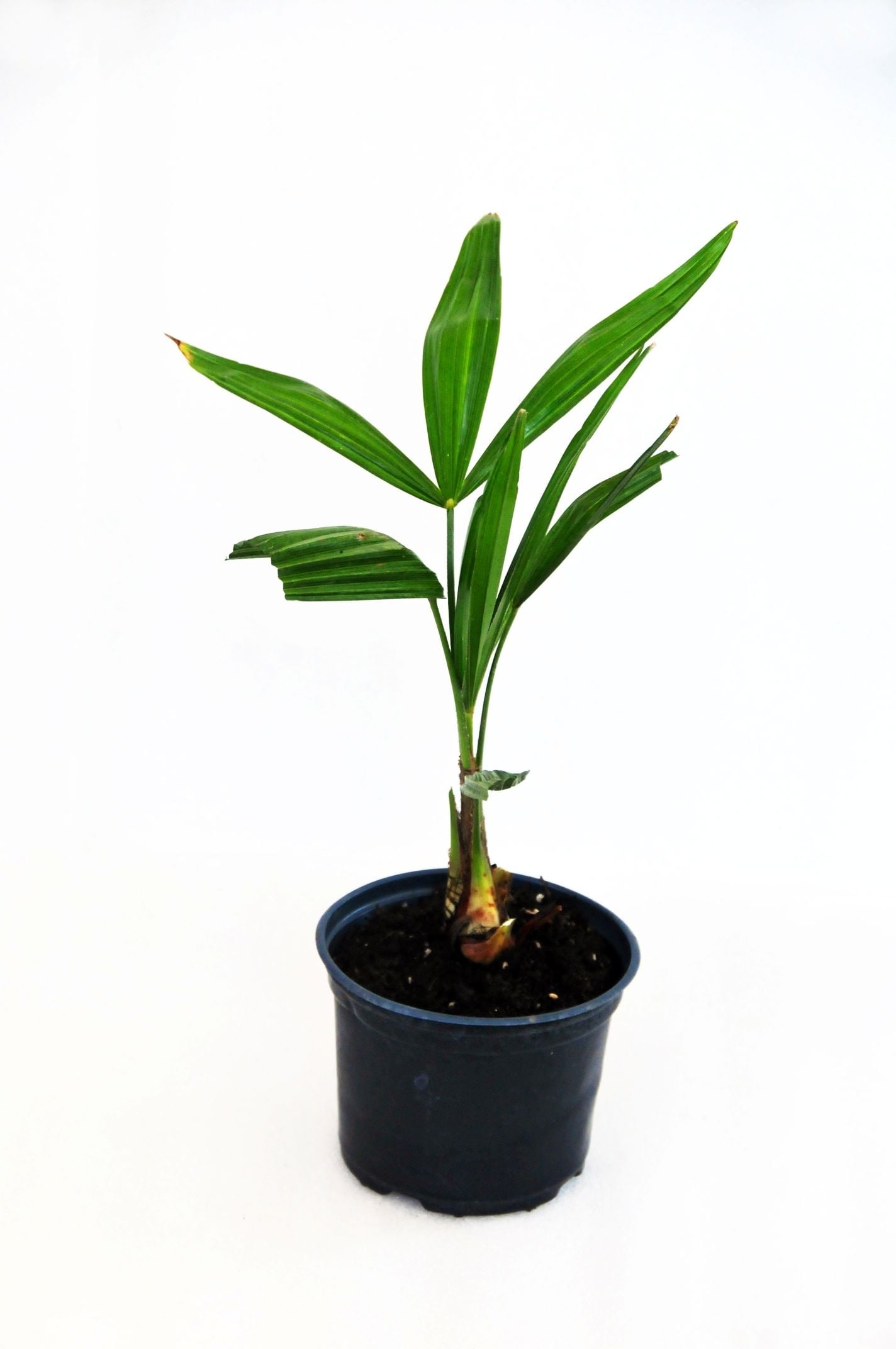 Палма Трахикарпус в саксия ф12см 32см