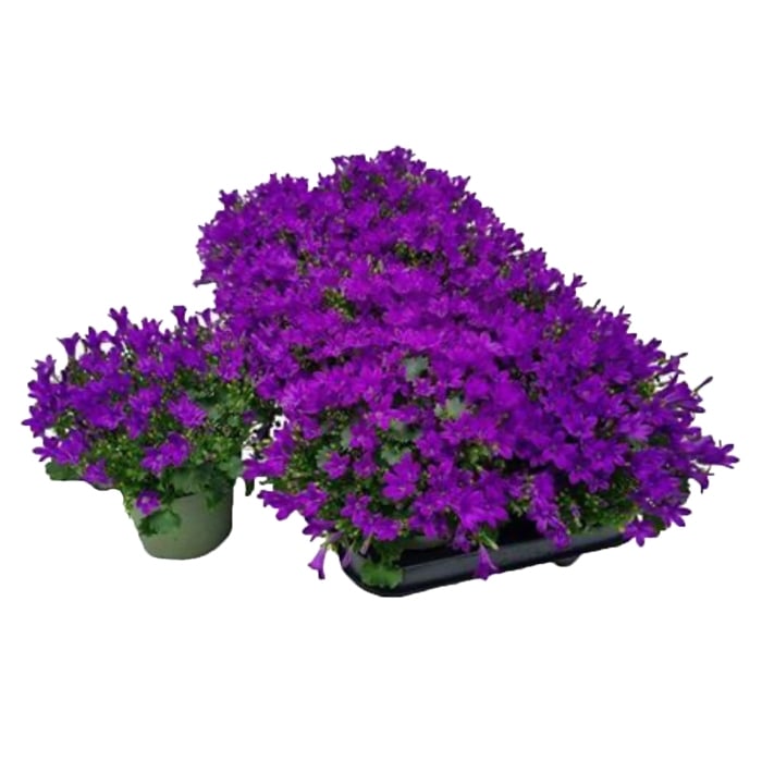 Кампанула микс в саксия Ф10,5