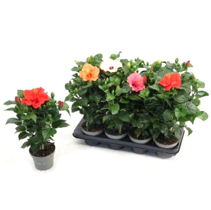 Хибискус в саксия 13