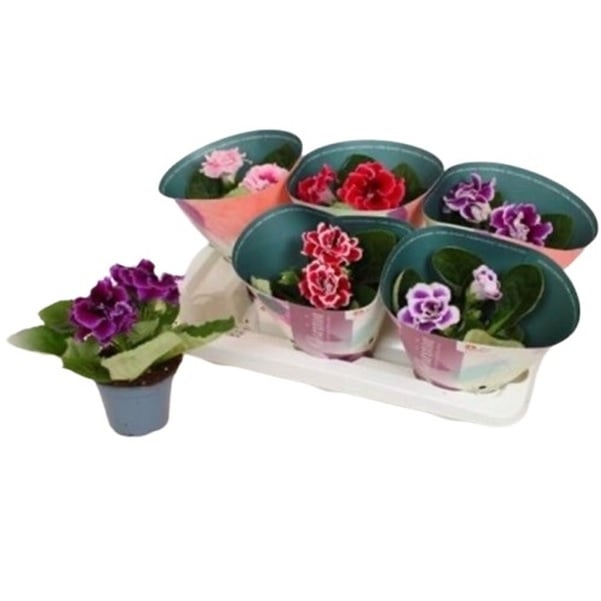 Глоксиния / Каменно цвете в саксия 12