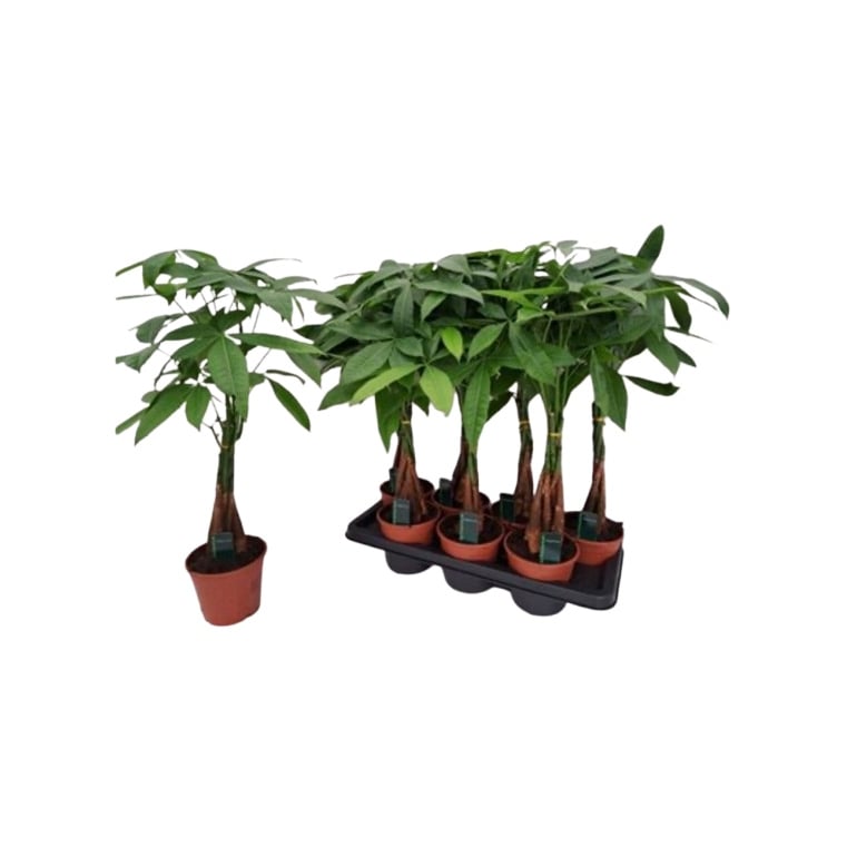 Пахира Aquatica / Дърво на парите в саксия 14