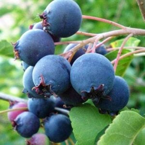 Плоден храст Канадска боровинка кутия