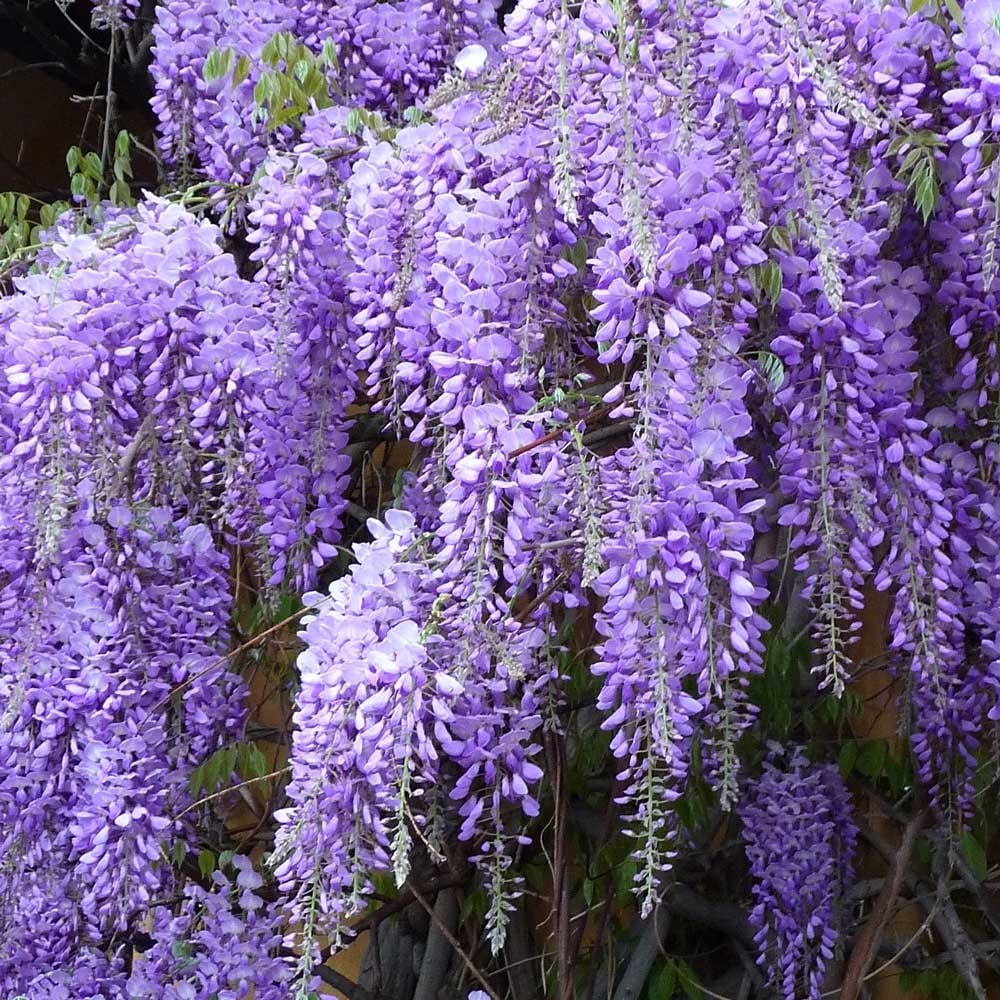 Вистерия Глициния лиана в кутия