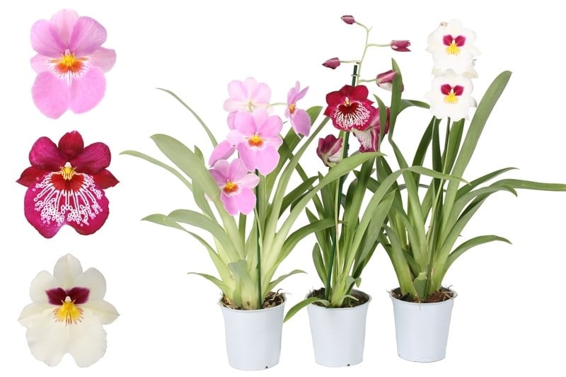 Орхидея Miltonia C12