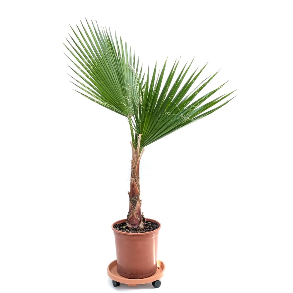 Палма Вашингтон Робуста в саксия номер 25 / 40см